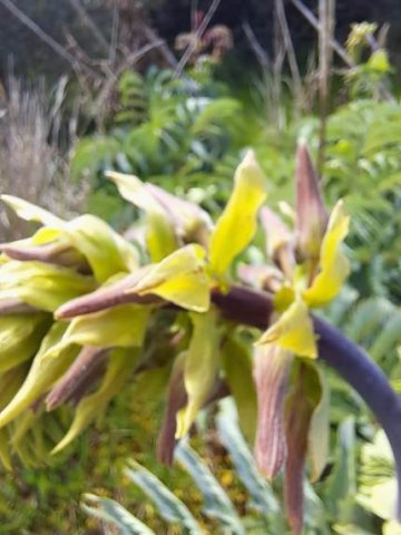 Melianthus major colour deviant